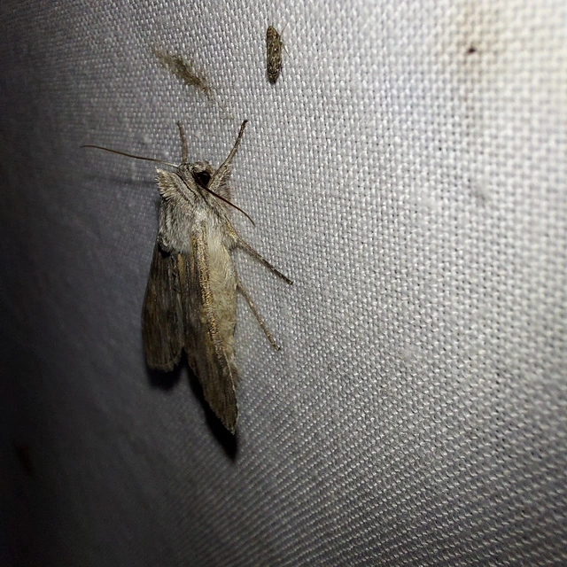 Cucullia xeranthemi - vasvirág-csuklyásbagoly