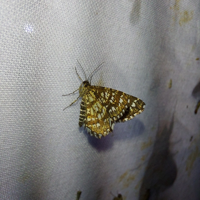 Chiasmia clathrata - rácsos rétiaraszoló