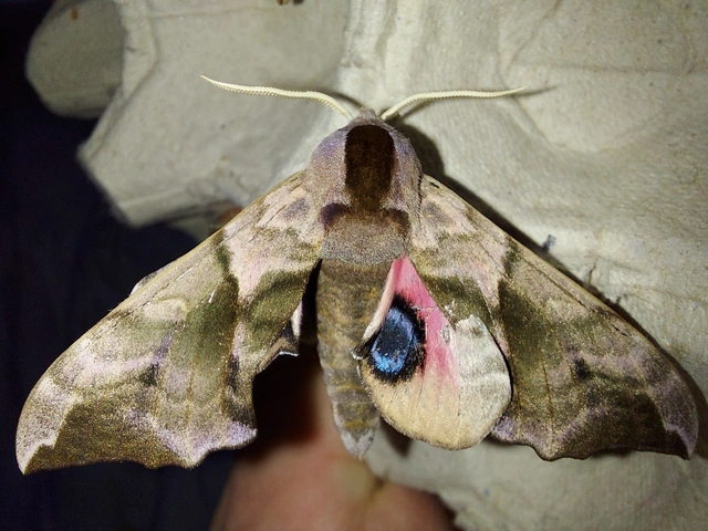 Smerinthus ocellatus - esti pávaszem