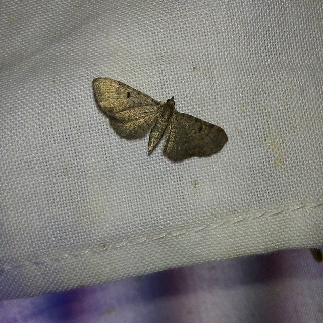 Eupithecia selinata - lápi törpearaszoló