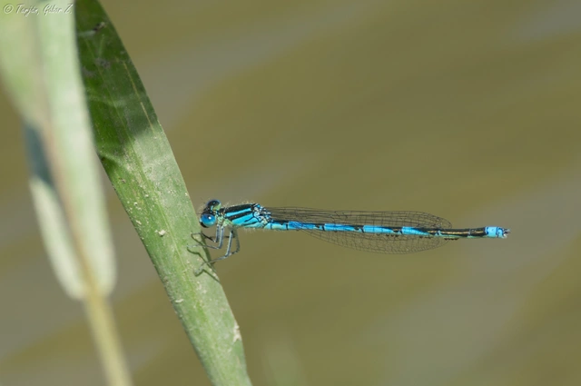 Erythromma lindenii - kékszemű légivadász