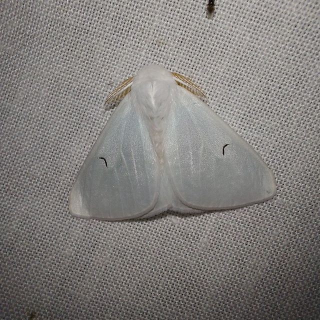 Arctornis l-nigrum - L-betűs gyapjaslepke