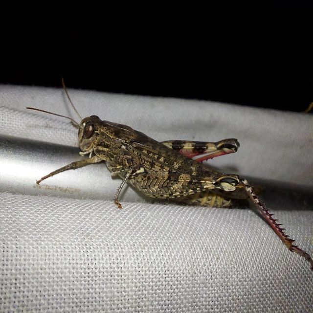 Calliptamus italicus - olaszsáska
