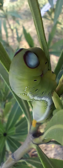 Daphnis nerii - oleanderszender
