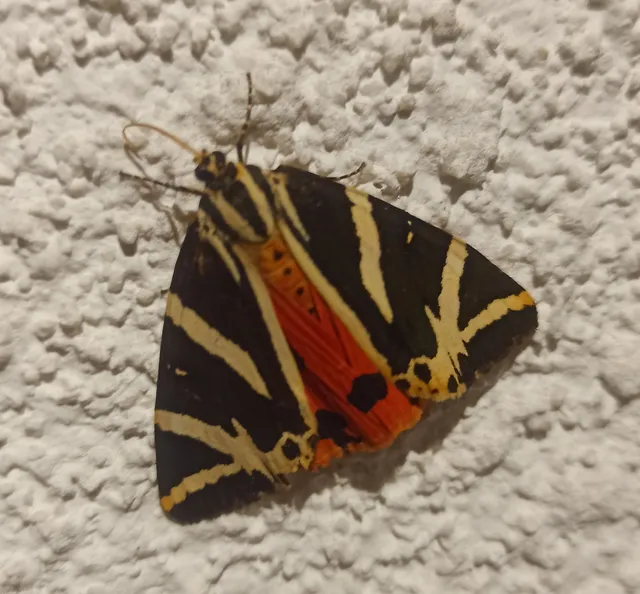 Euplagia quadripunctaria - csíkos medvelepke