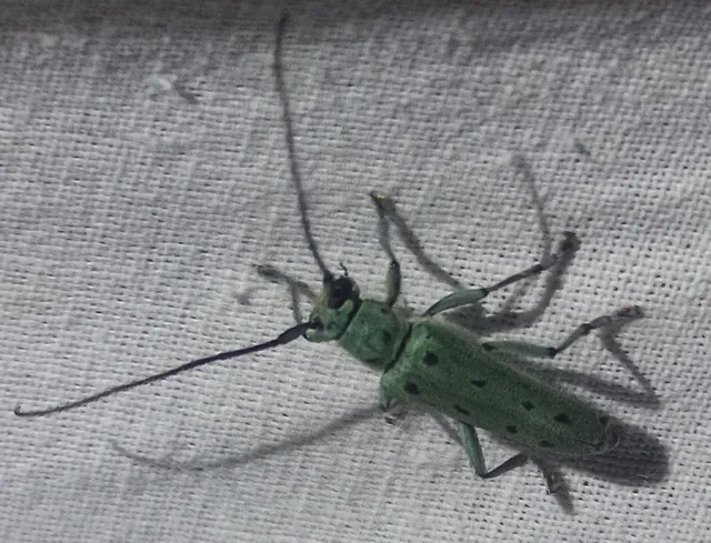 Saperda octopunctata - nyolcpontos cincér