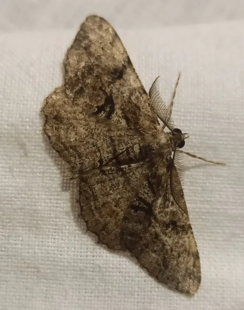 Peribatodes secundaria - fenyő-faaraszoló