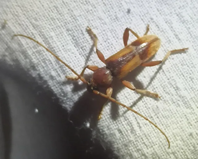 Trichoferus pallidus - sápadt éjicincér