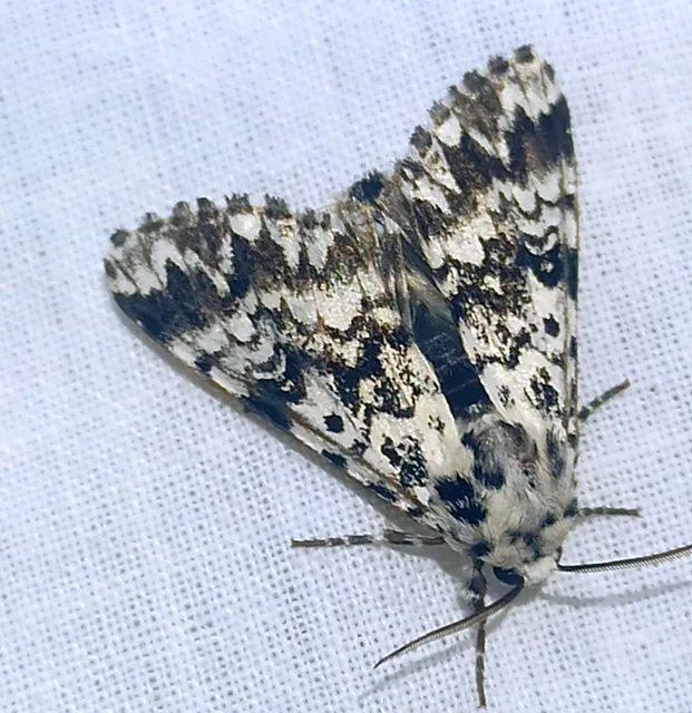 Panthea coenobita - jegenyefenyőbagoly