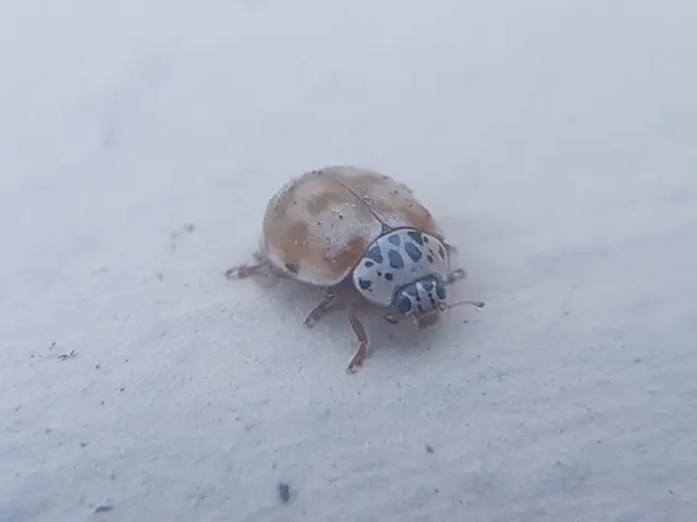 Harmonia quadripunctata - négypettyes katica