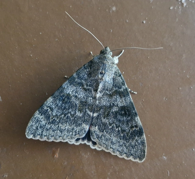 Catocala elocata - közönséges övesbagoly