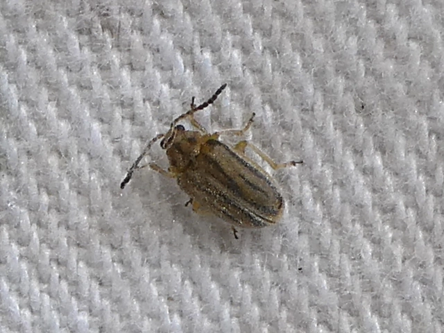 Ophraella communa - parlagfű-olajosbogár