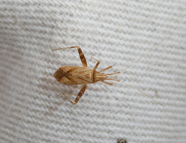 Phytocoris