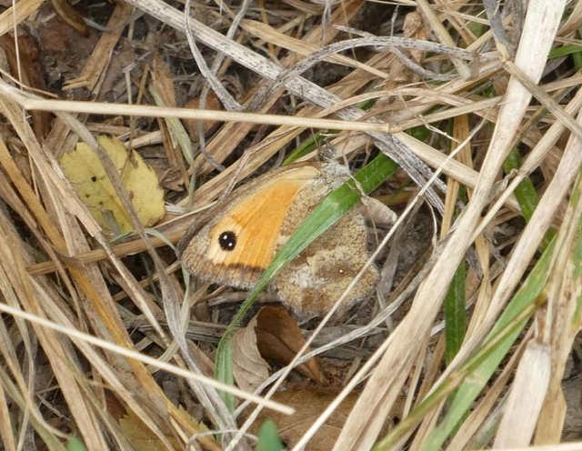 Pyronia tithonus - kis ökörszemlepke