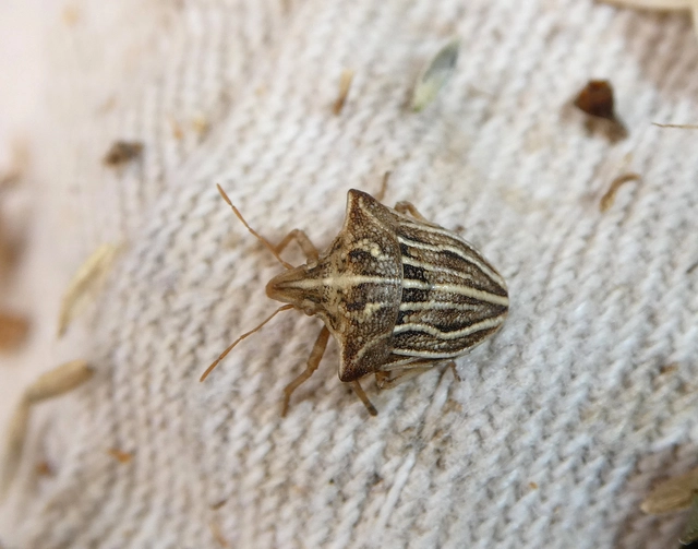 Ancyrosoma leucogrammes - vállas poloska