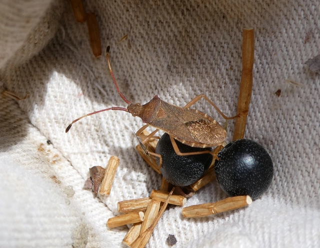 Gonocerus acuteangulatus - aranypetés karimáspoloska