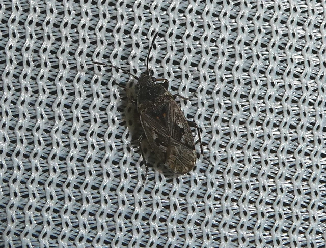 Sphragisticus nebulosus - foltos bodobács