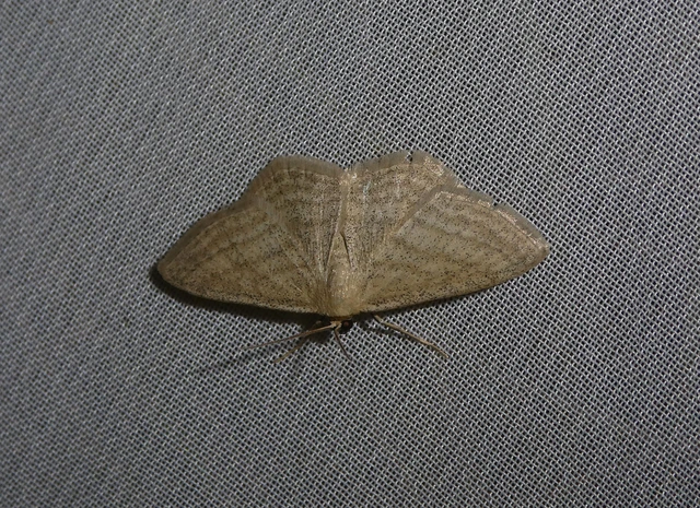 Scopula virgulata - vesszős sávosaraszoló