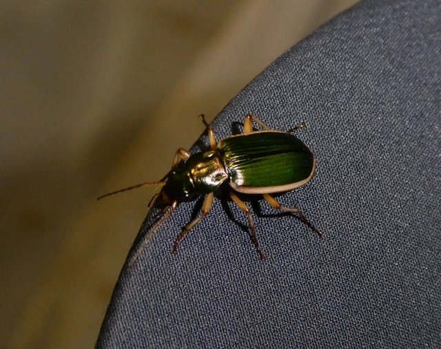Chlaenius spoliatus - csupasz bűzfutó
