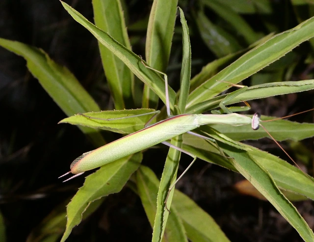 Mantis religiosa - imádkozósáska