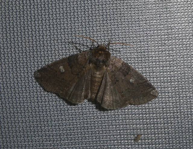 Tethea or - bélyeges pihésszövő