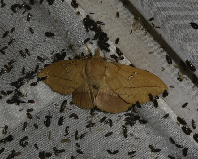 Euthrix potatoria - szomjas pohók
