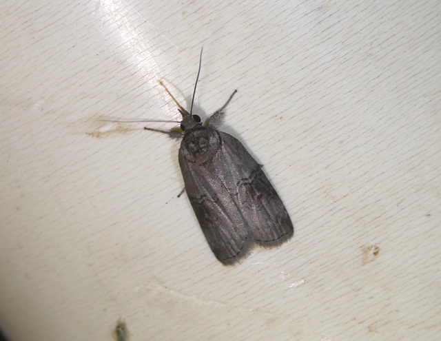 Nycteola asiatica - nyárfa-trapézbagoly