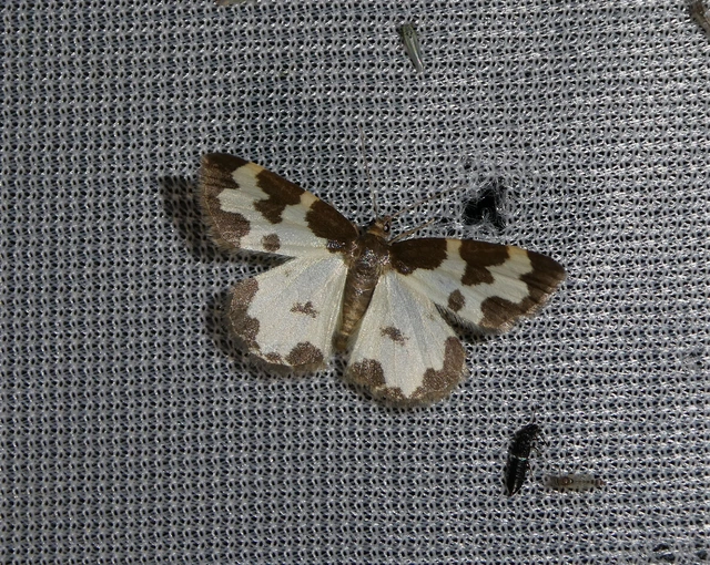 Lomaspilis marginata - szegélyes nyárfaaraszoló