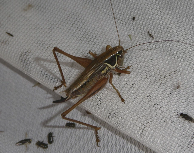 Roeseliana roeselii - Rösel-rétiszöcske