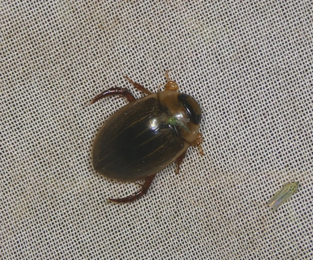 Hydaticus grammicus - déli mocsáricsíkbogár
