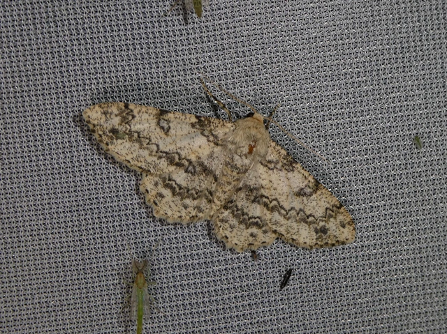 Ascotis selenaria - holdas faaraszoló