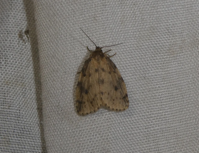 Thumata senex - mocsári medvelepke