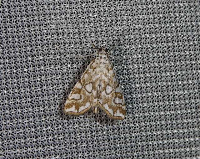Elophila nymphaeata - tarka vízimoly