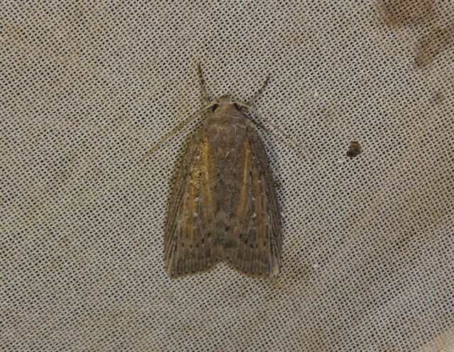 Chilodes maritima - négyfoltos nádibagoly
