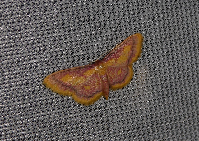Idaea muricata - mocsári pirosaraszoló