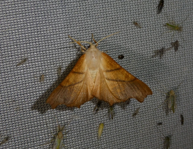 Ennomos fuscantaria - kőris-levélaraszoló
