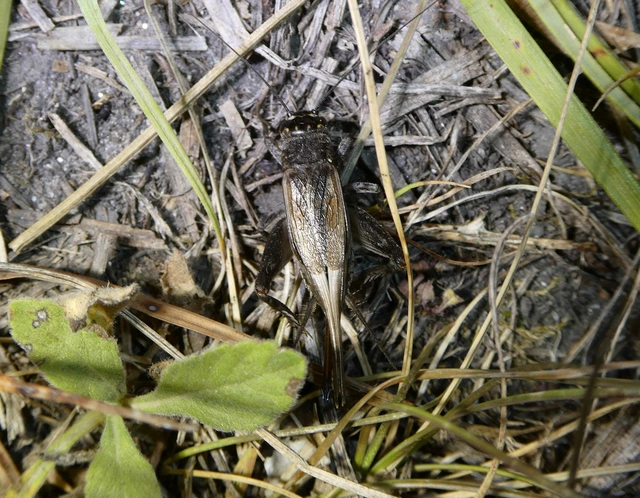 Eumodicogryllus bordigalensis - bordói tücsök