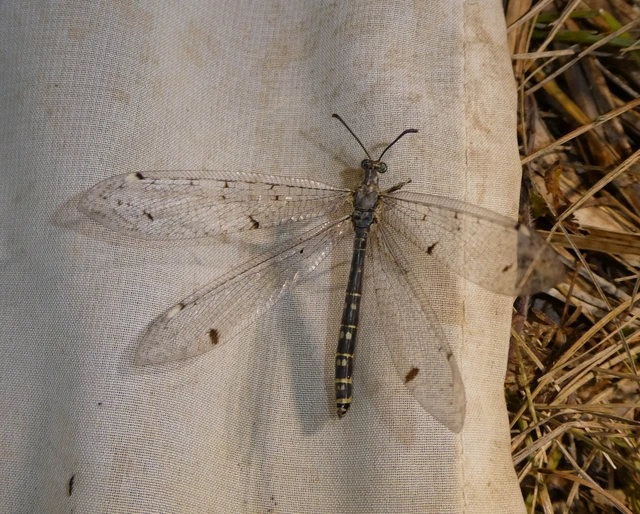 Distoleon tetragrammicus - négyfoltos hangyaleső