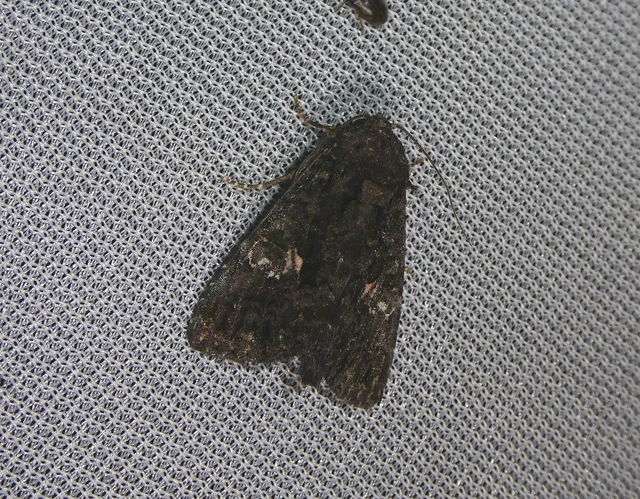 Anophia leucomelas - déli folyófűbagoly Anophia leucomelas - déli folyófűbagoly