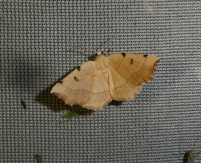 Eilicrinia trinotata - háromjegyű araszoló