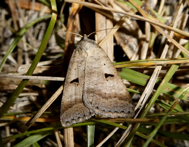 Lygephila pastinum - közönséges csüdfűbagoly