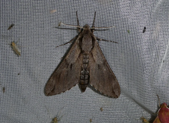 Hyloicus pinastri - fenyőszender