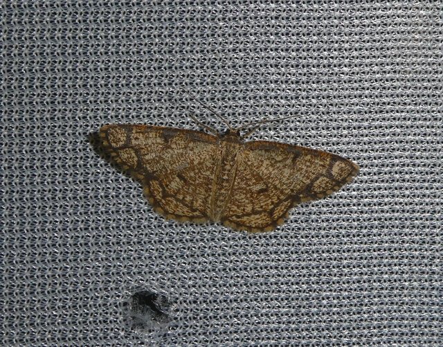 Stegania cararia - gyűrűs nyáraraszoló
