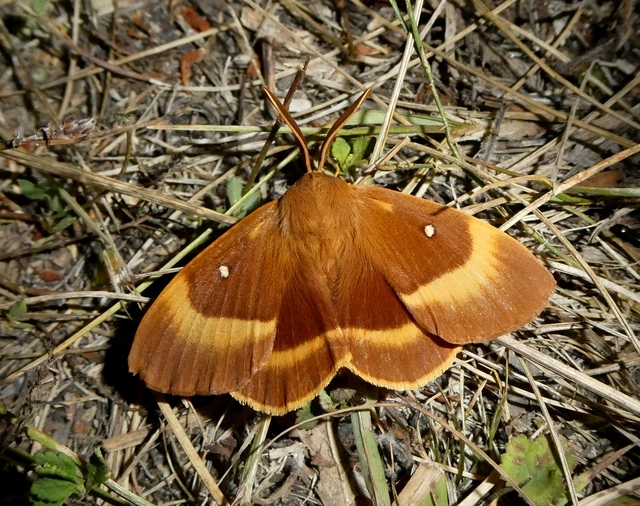 Lasiocampa quercus - tölgyfaszövő
