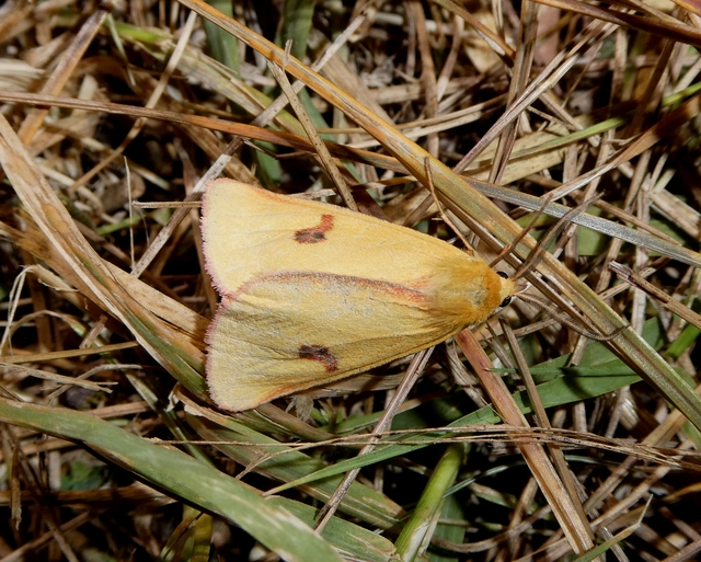 Diacrisia sannio - vörösszélű medvelepke