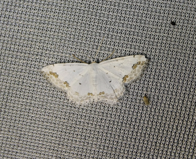 Scopula ornata - díszes fehéraraszoló