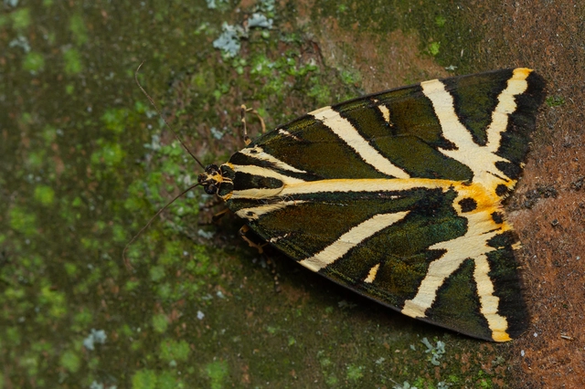 Euplagia quadripunctaria - csíkos medvelepke