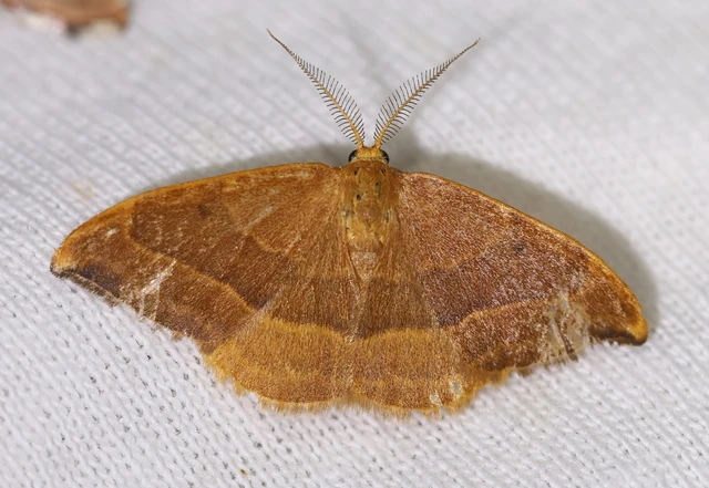 Watsonalla cultraria - bükkfa-sarlósszövő
