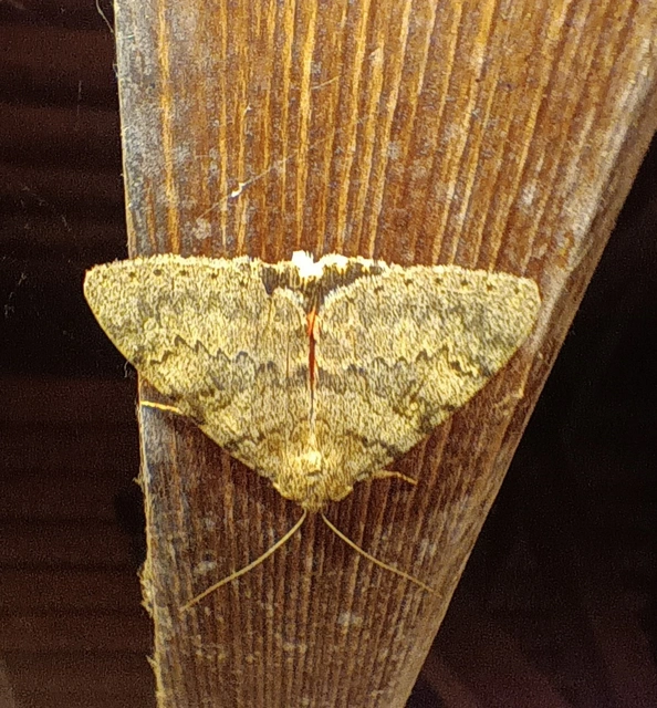 Catocala elocata - közönséges övesbagoly
