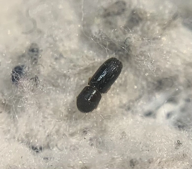 Xyleborinus saxesenii - vadgesztenyeszú